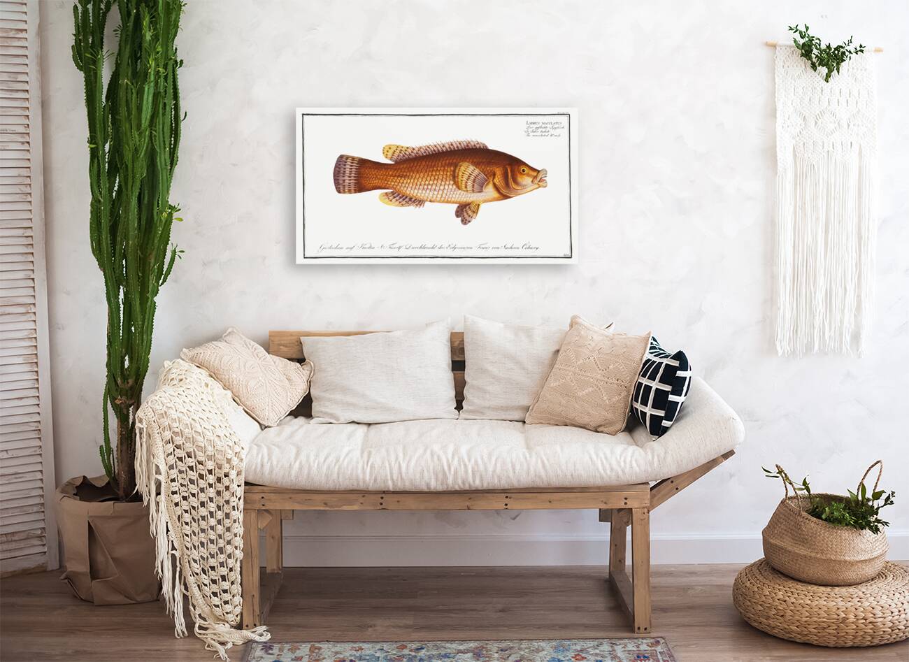 Maculated Wrasse Labrus maculatus Reproduction