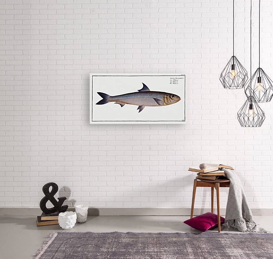 Pilchard Clupea Pilchardus Reproduction