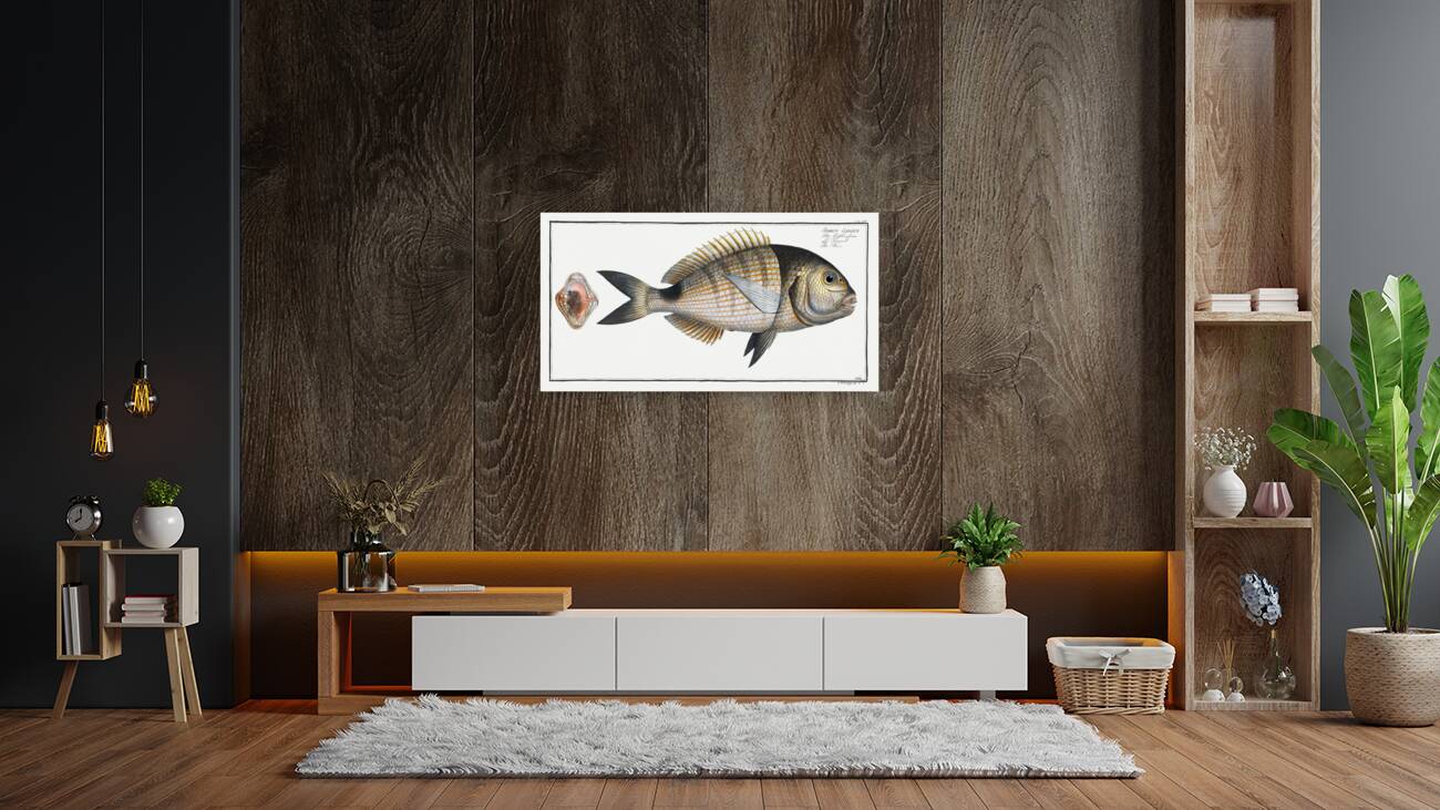 Base Sparus Sargus Reproduction