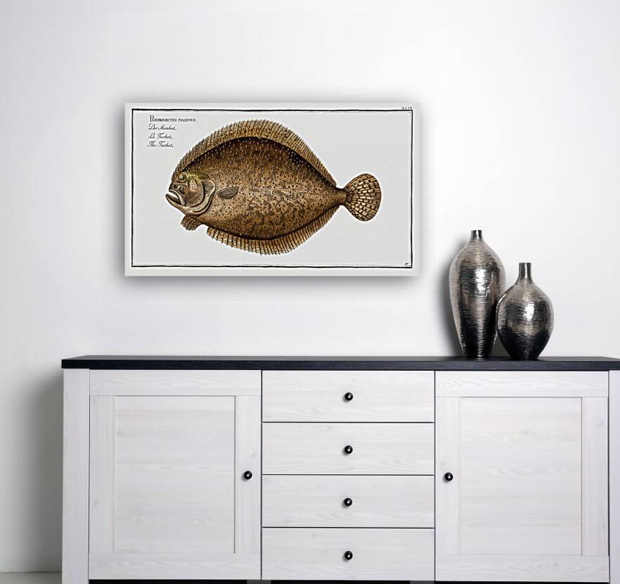 Turbot Pleuronectes maximus Reproduction