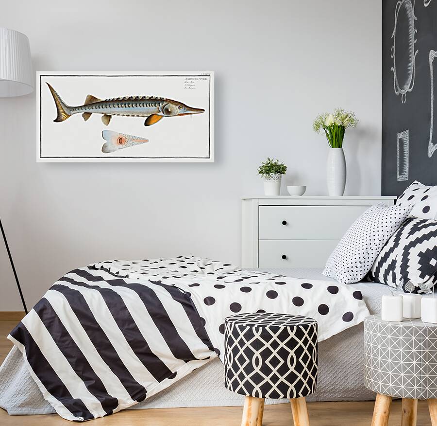 Sturgeon Acipencer Sturio Reproduction