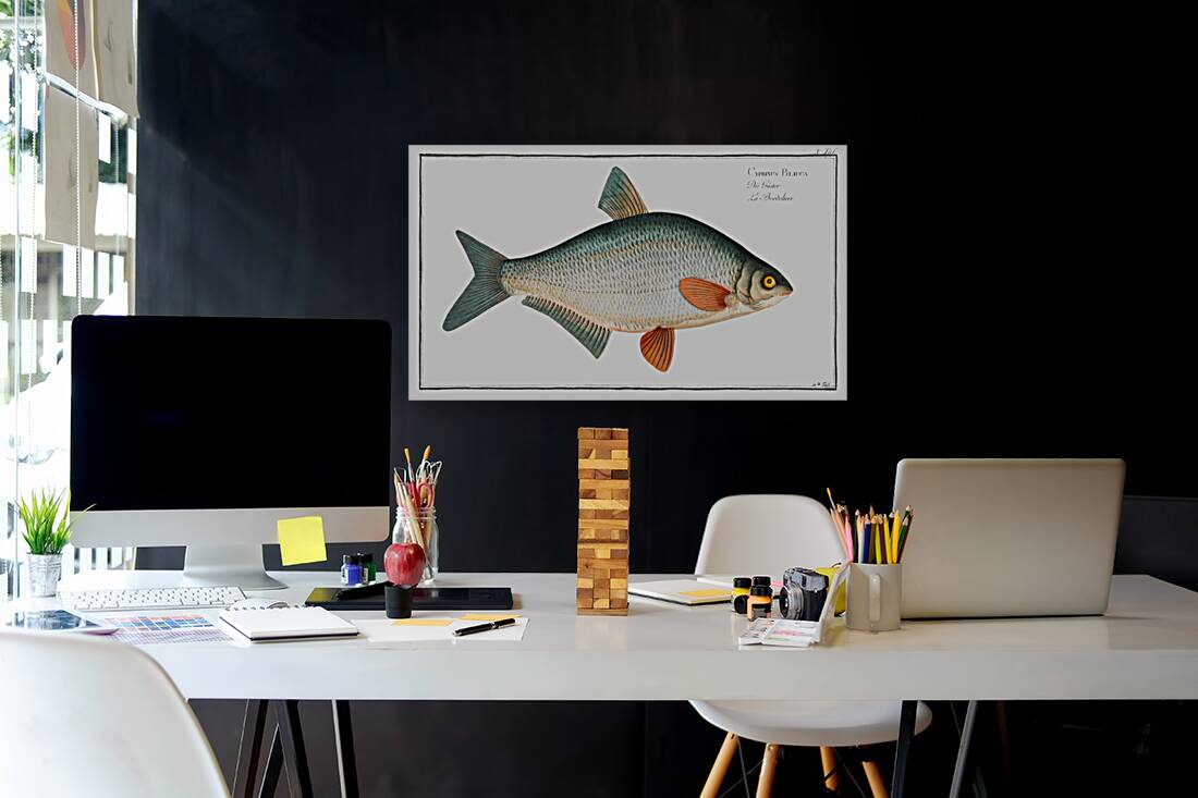 Blicca Cyprinus Blicca Reproduction