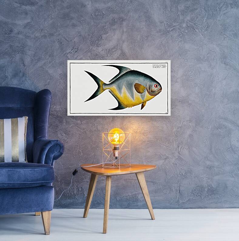 Chaetodon rhomboides Reproduction