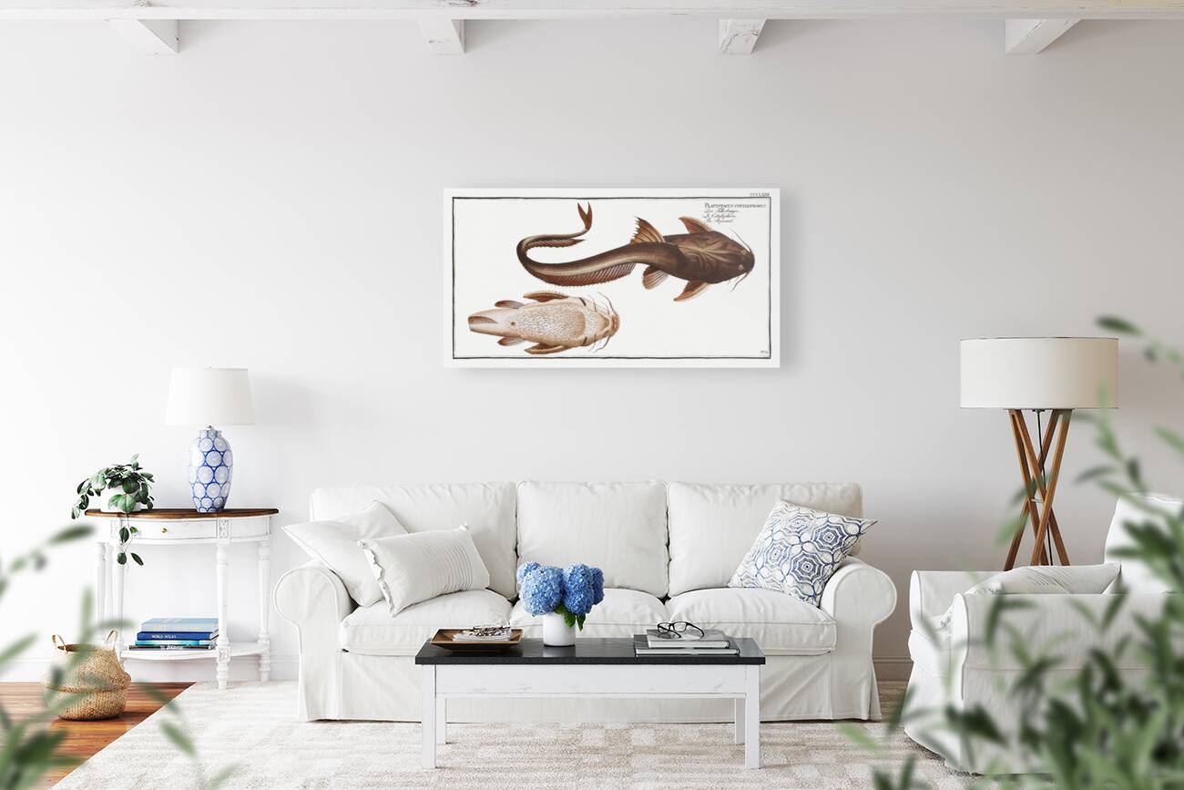 Aspread Platystacus cotylephorus Reproduction