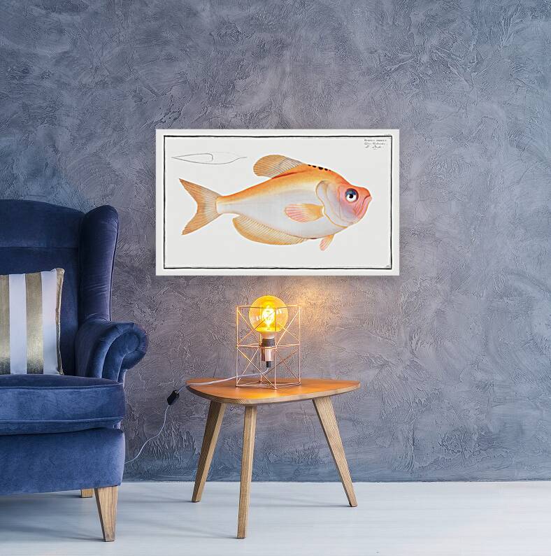 Kyrtus indicus Reproduction