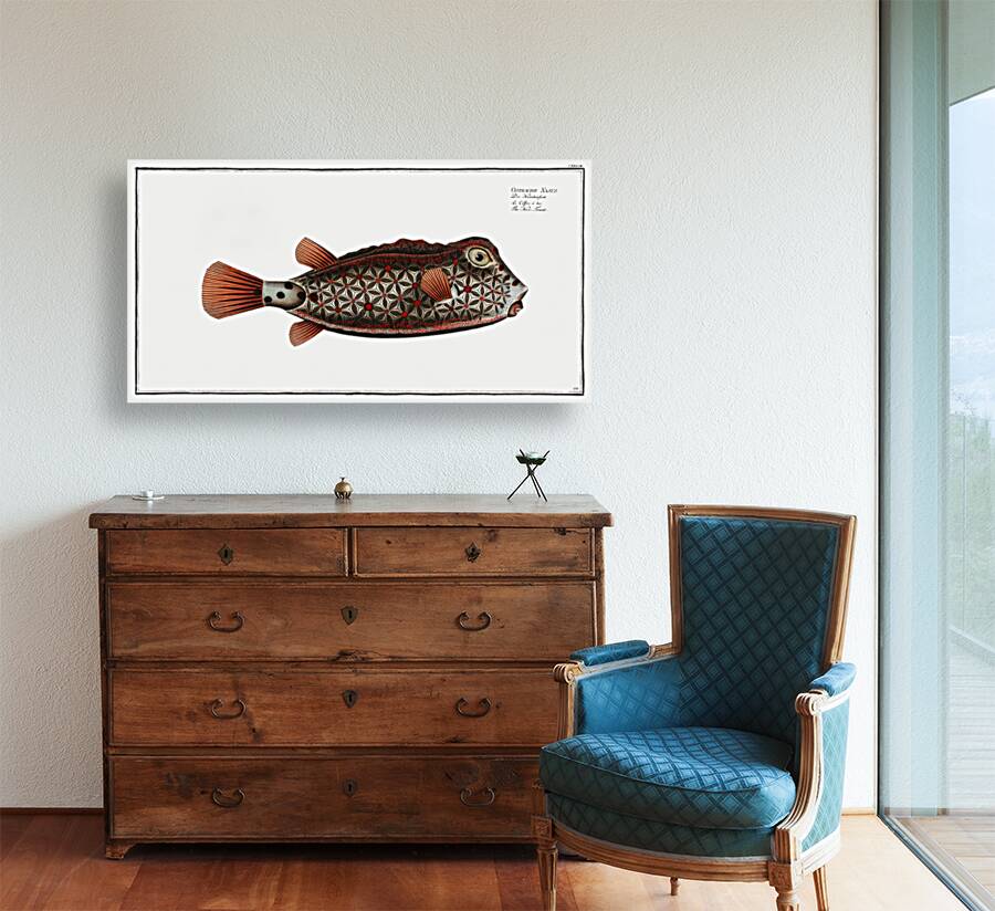 Nose-Trunk Ostracion Nasus Reproduction