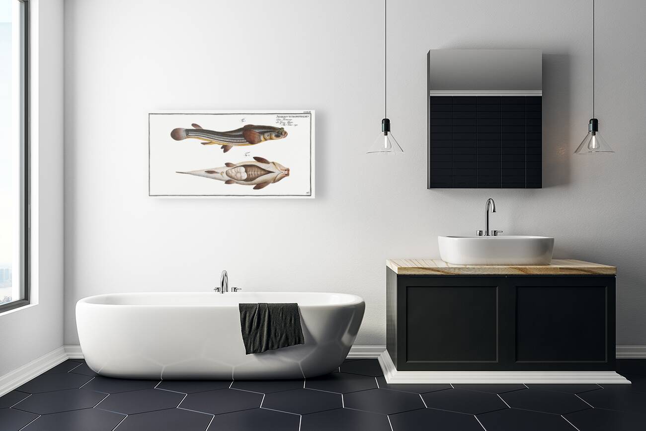 Four-eye Anableps tetrophthalmus Reproduction