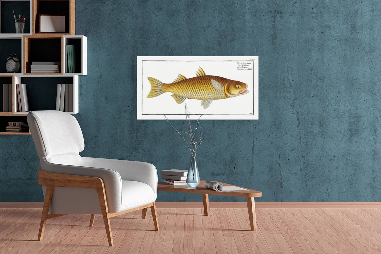 Plumiers Mullet Mugil Plumeri Reproduction