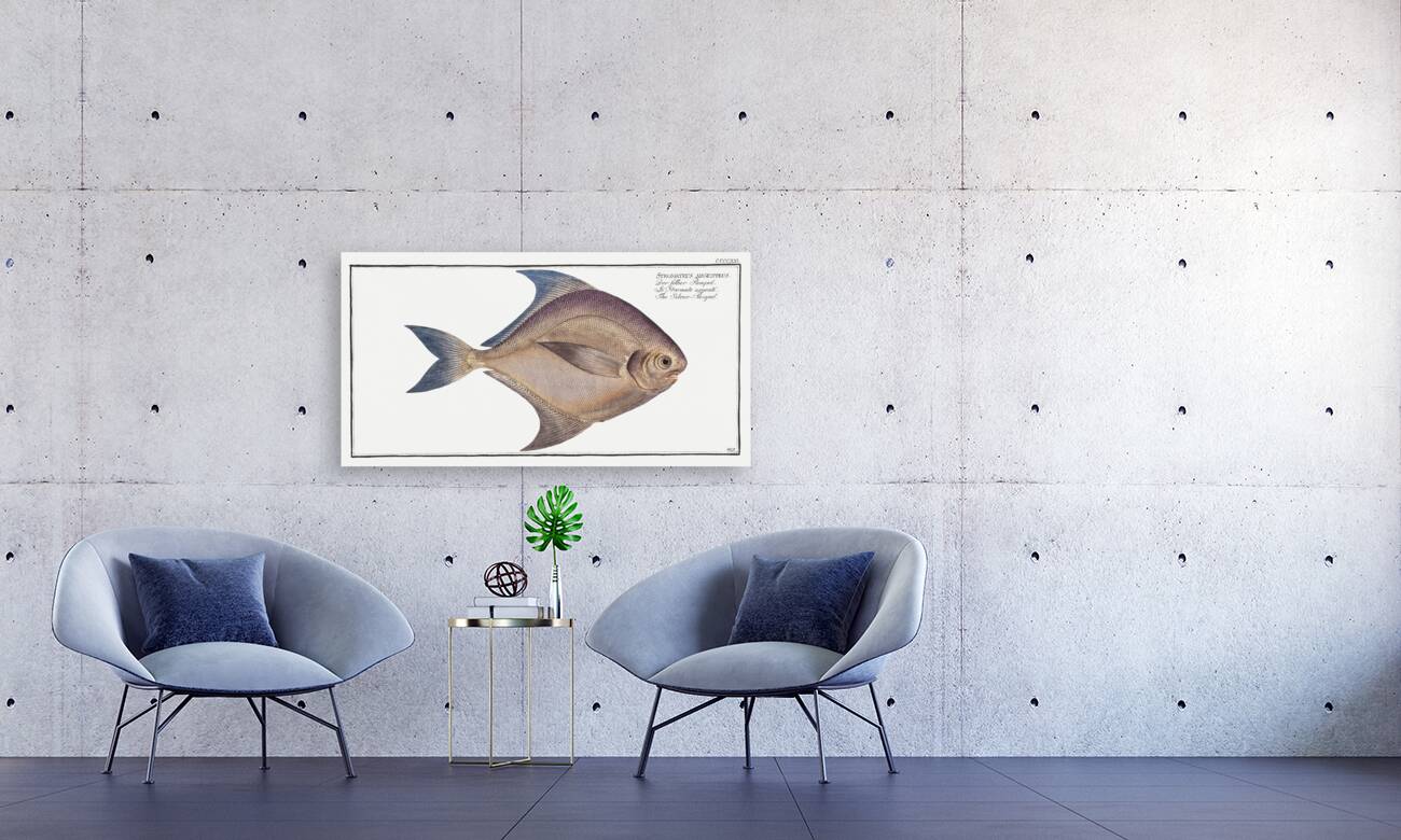 Silver-Pampel Stromateus argenteus Reproduction