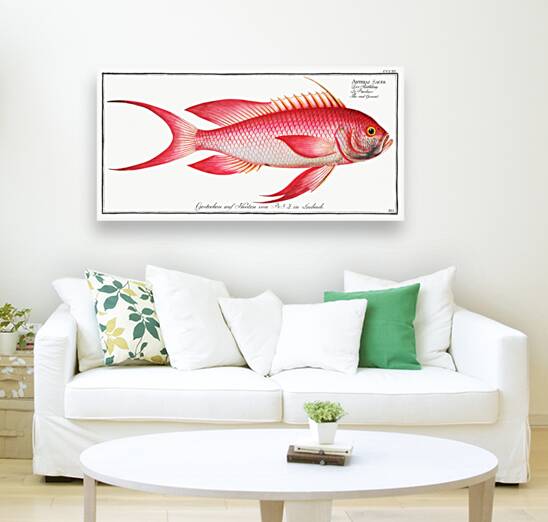Red Grunt Anthias Sacer Reproduction