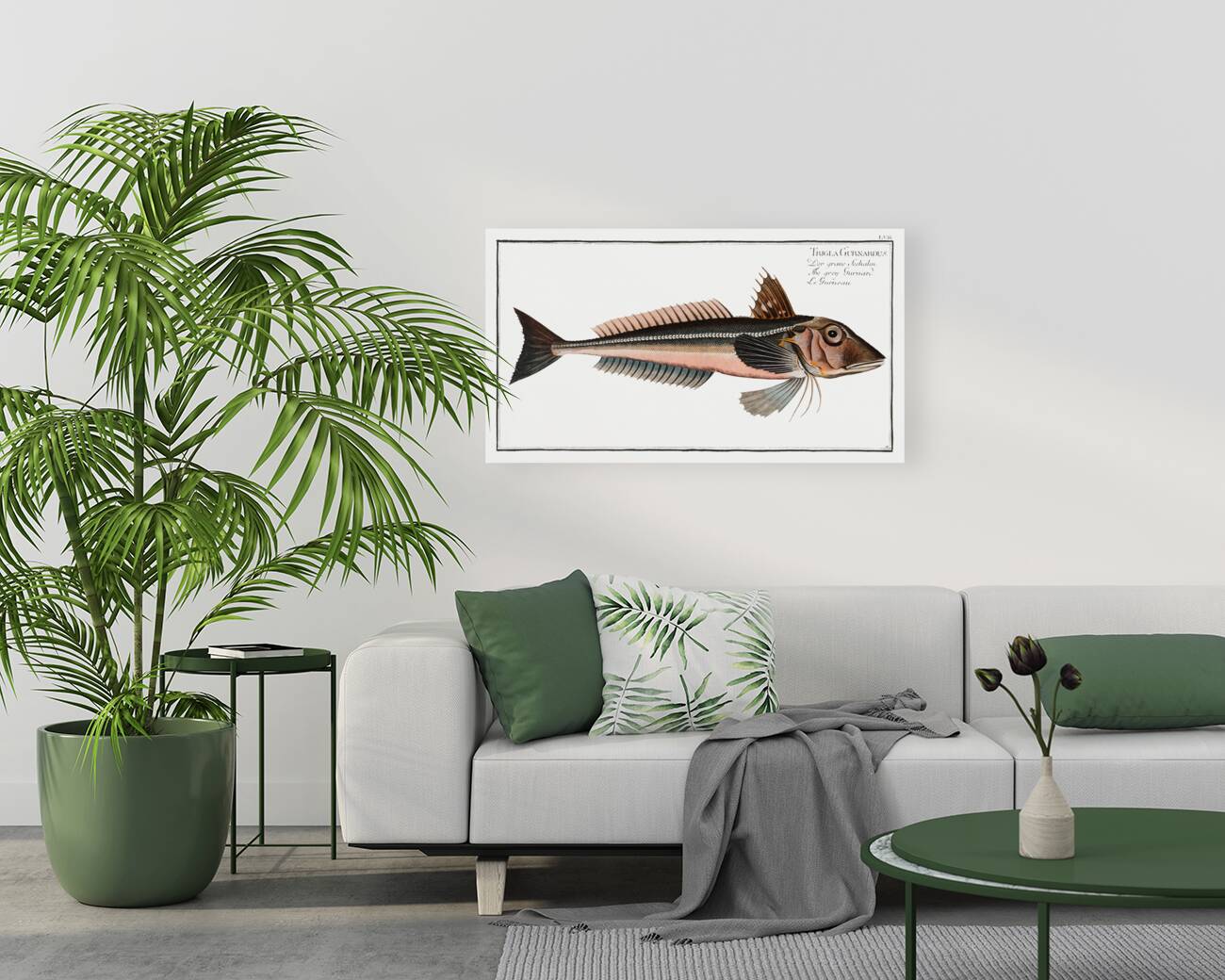 Grey Gurnard Trigla Gurnardus Reproduction