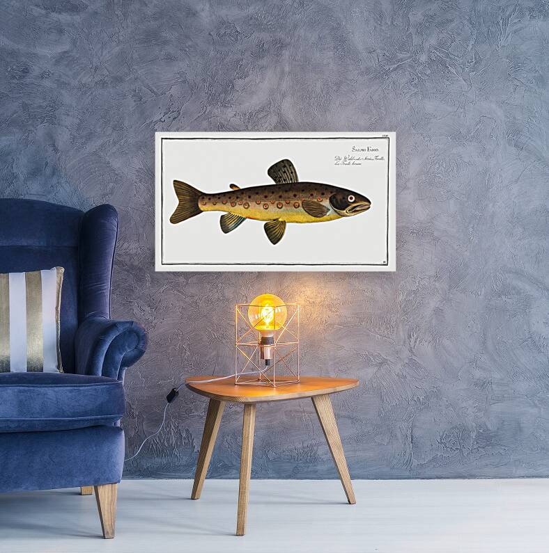 Brown Trout Salmo Fario Reproduction