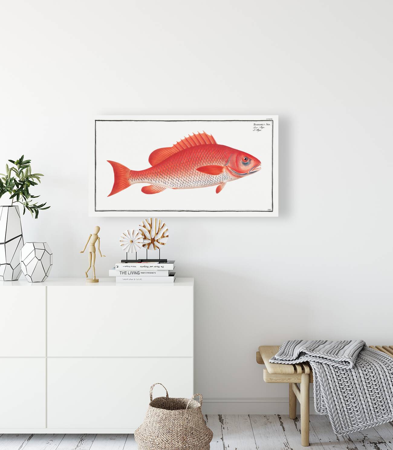 Bodianus Aya Reproduction