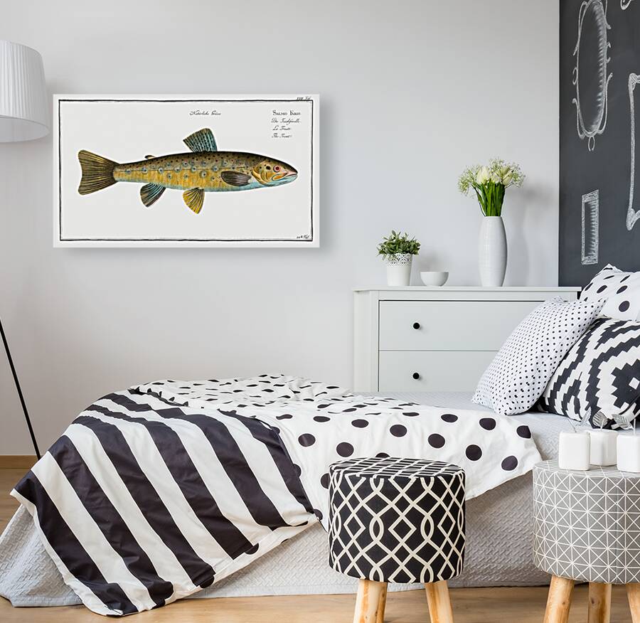 Trout Salmo Fario Reproduction