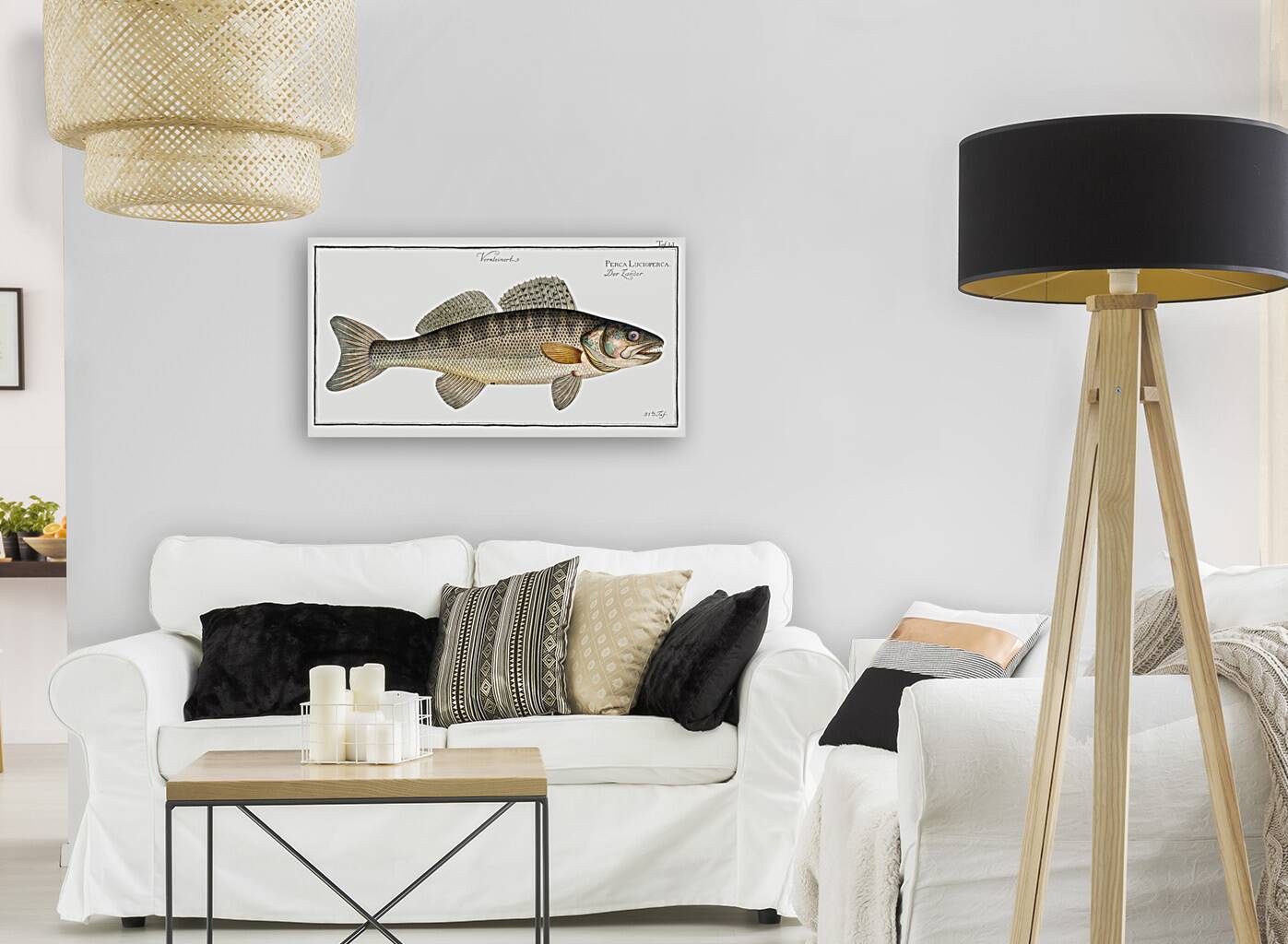 Picke-Perch Perca Lucioperca Reproduction