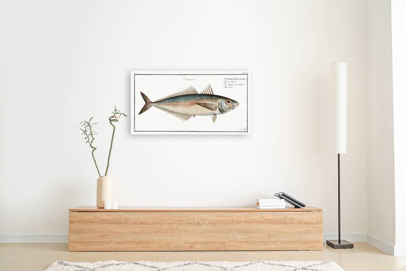 Scad Scomber Trachurus Reproduction