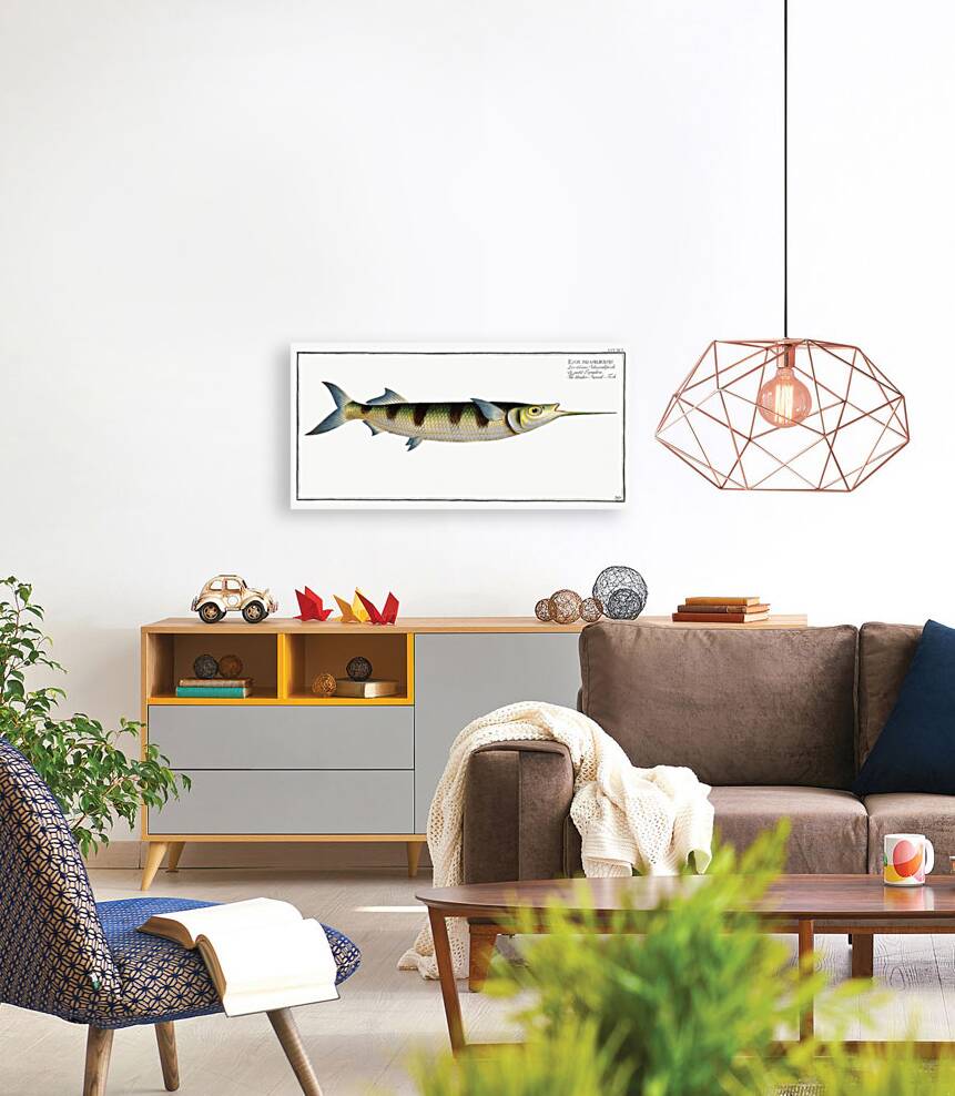 Under-Sword-Fish Esox brasiliensis Reproduction