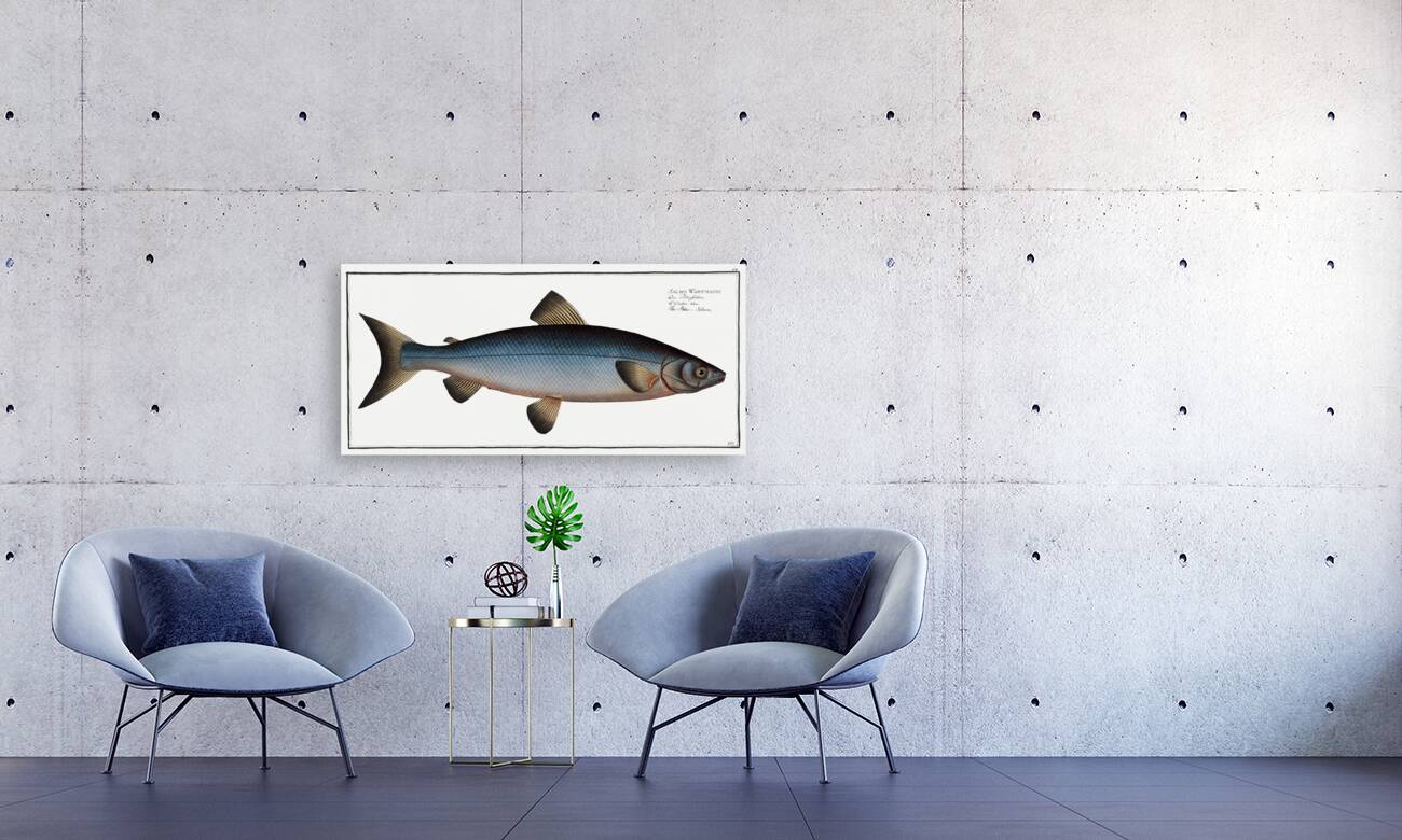 Plumiers Umber Sciaena Plümieri Reproduction