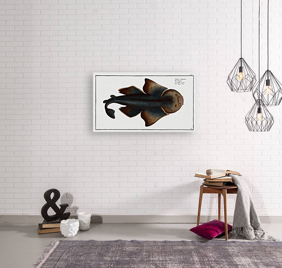 Angel FIsh Squalus Squatina Reproduction