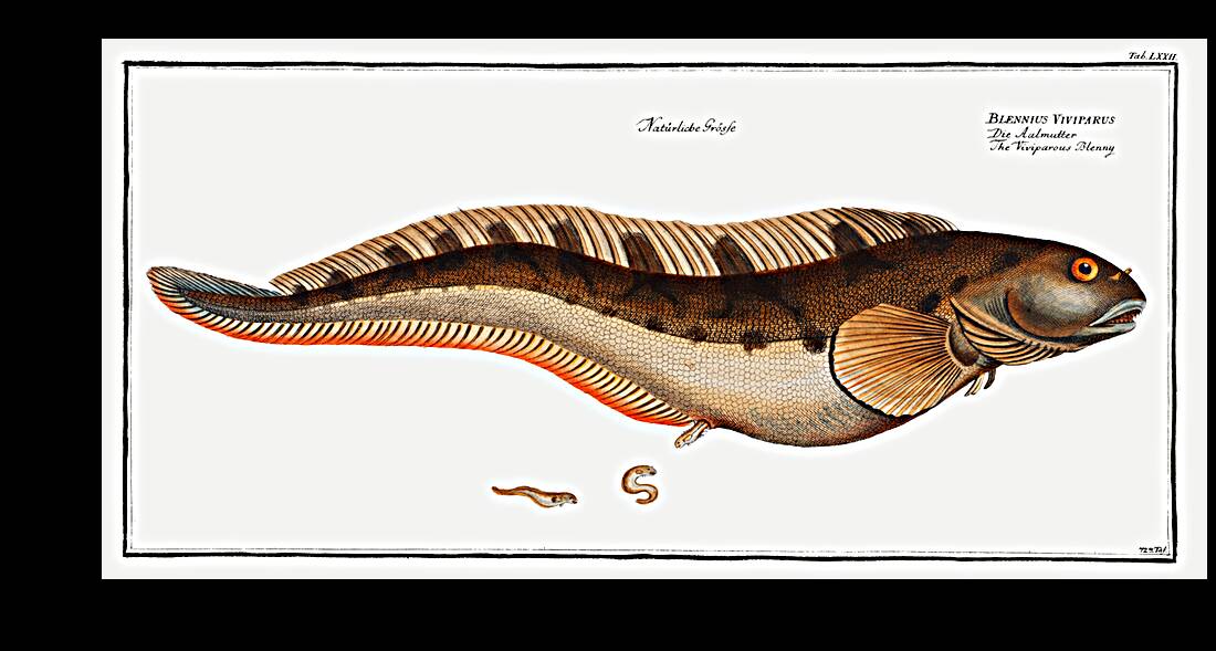 Viviparous Blenny Blennius Viviparus Reproduction