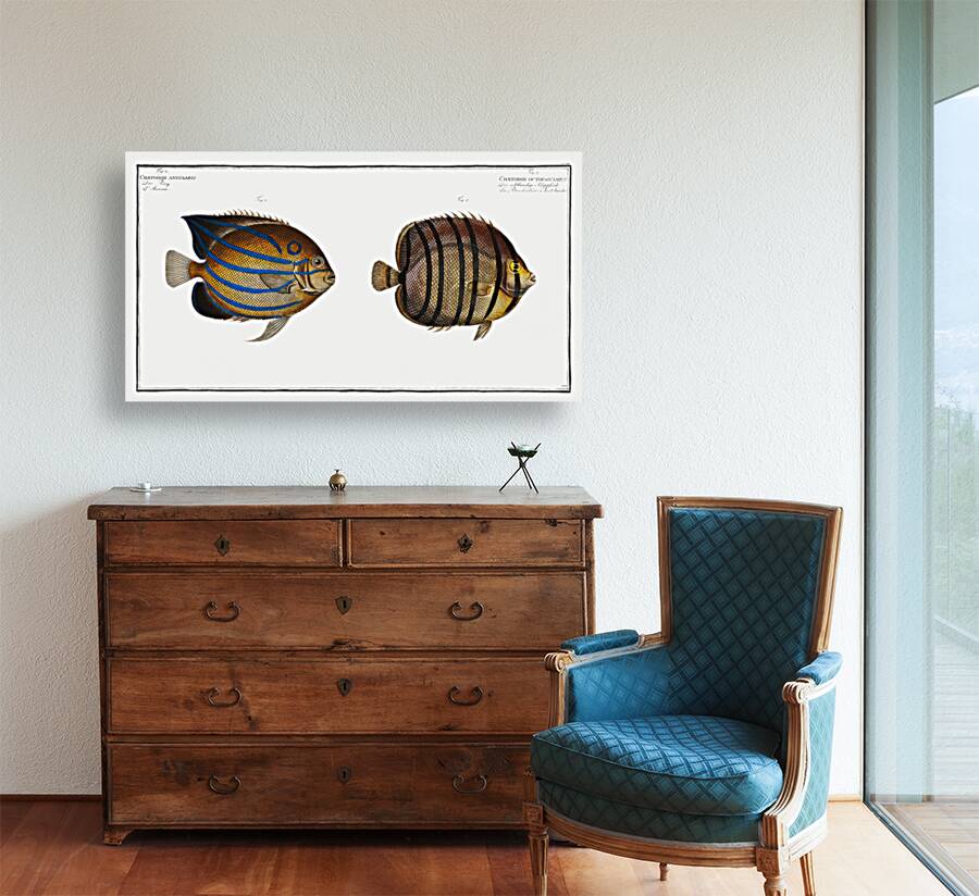 1. Chaetodon octofasciatus 2. Chaetodon annularis Reproduction