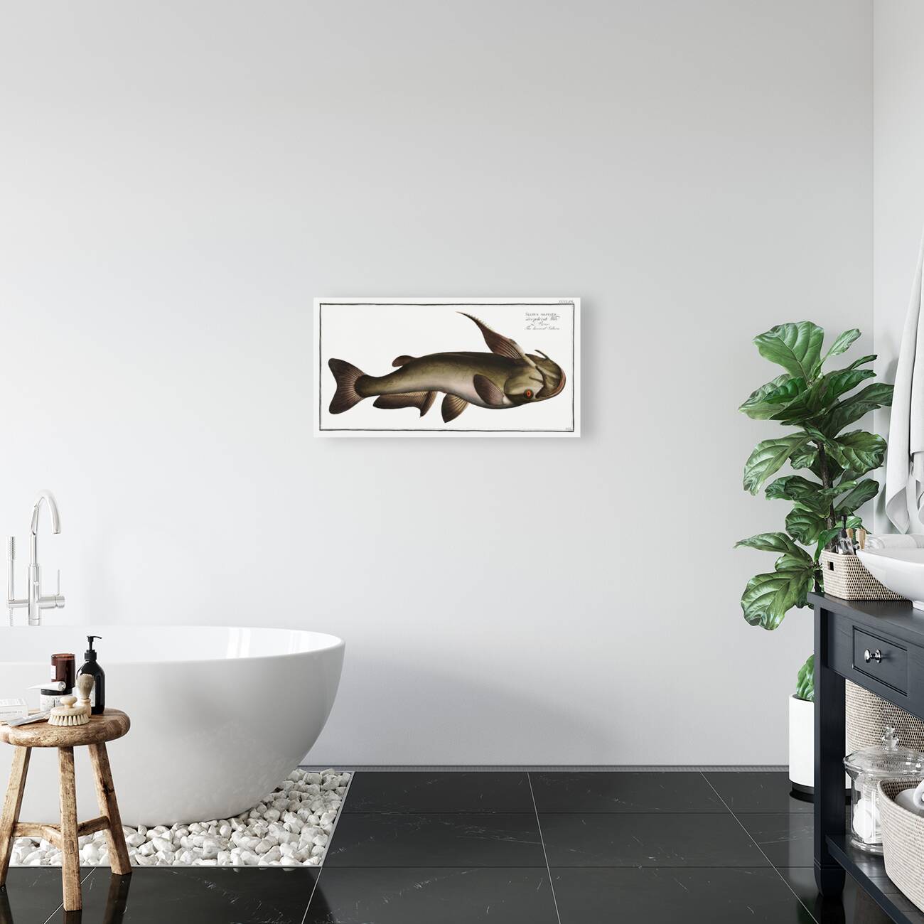 Horned Silure Silurus militaris Reproduction