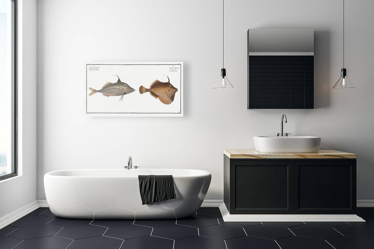 1. Little Old-Wife Balistes Tomentosus 2. Short-nosed tripod fish Balistes biaculeatus Reproduction