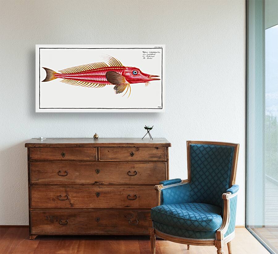 Rochet Trigla cataphracta Reproduction