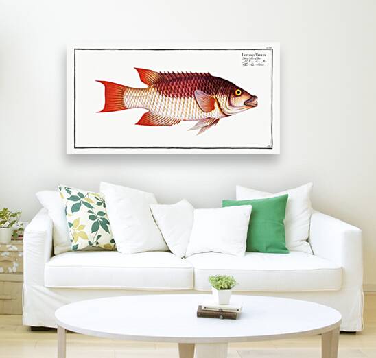 Sea Boar Lutianus Vrres Reproduction