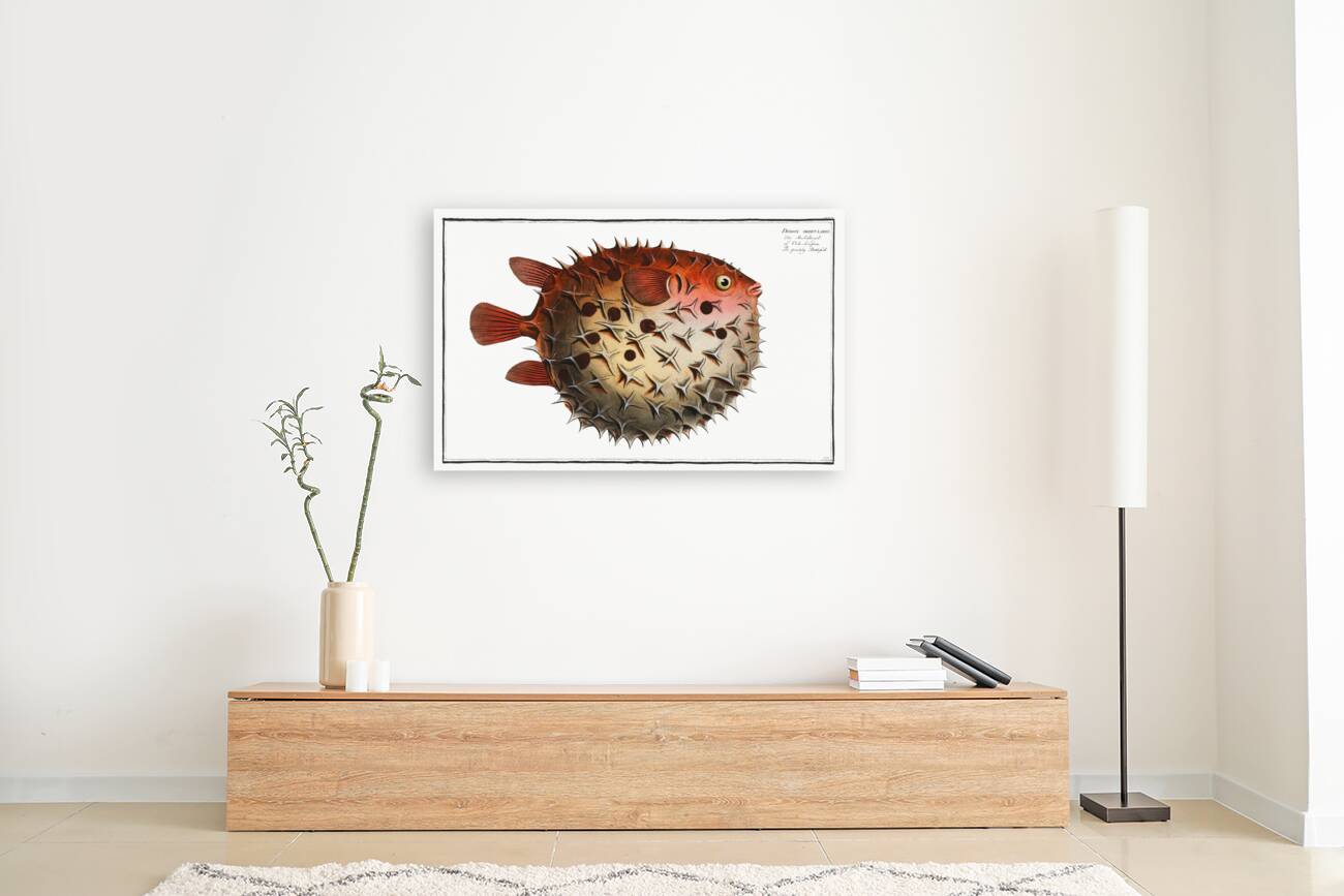 Prickly Bottlefish Diodon orbicularis Reproduction