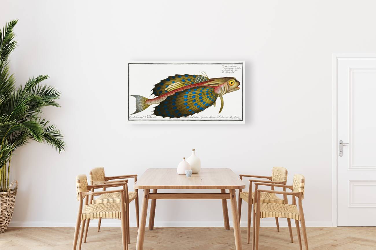 Flying-Fish Trigla volitans Reproduction