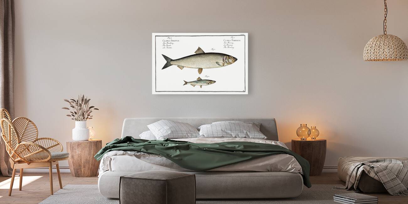 1. Herring Clupea Harengus 2. Sprat Clupea Sprattus Reproduction