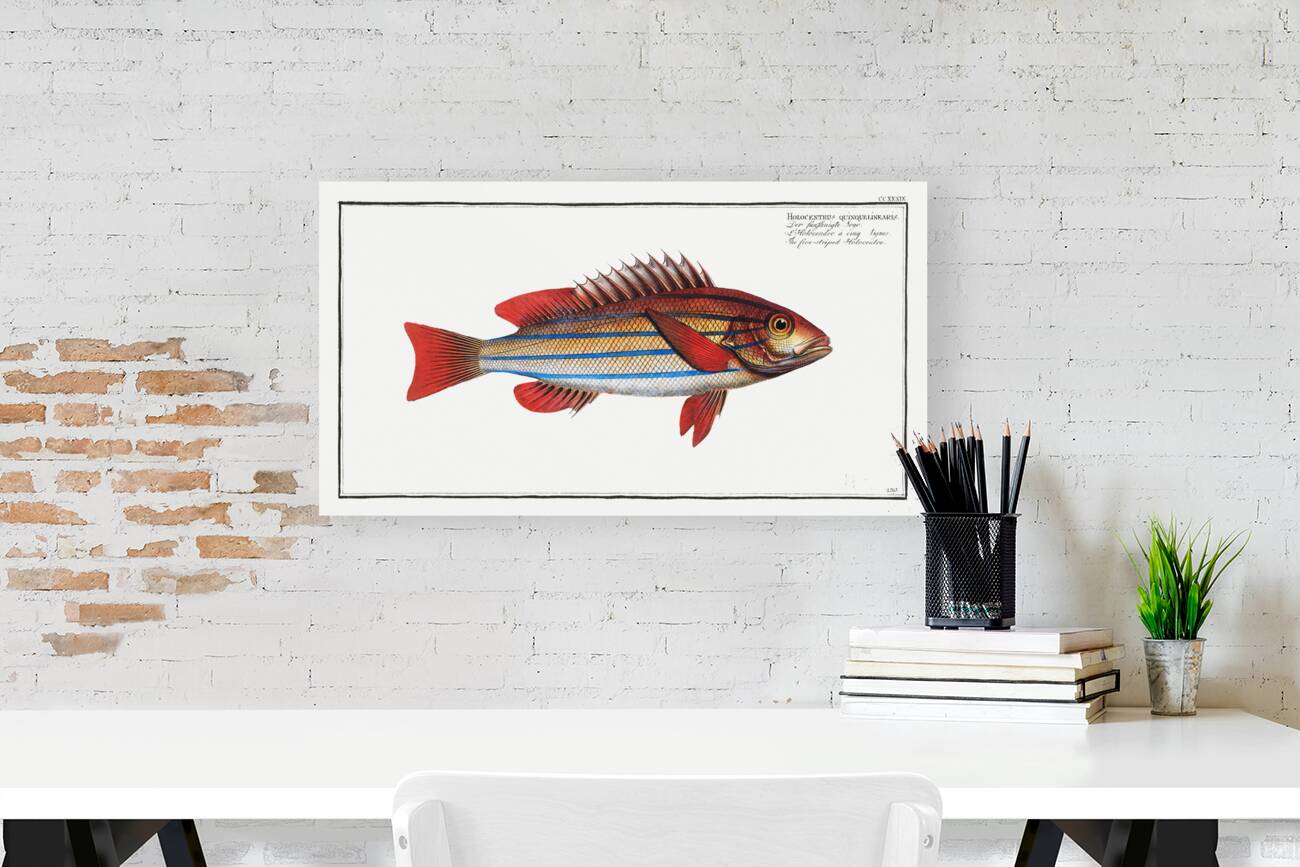 Five-striped Holocentre Holocentrus quinquelineatus Reproduction