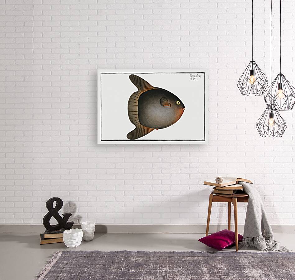 Sun-fish Diodon Mola Reproduction