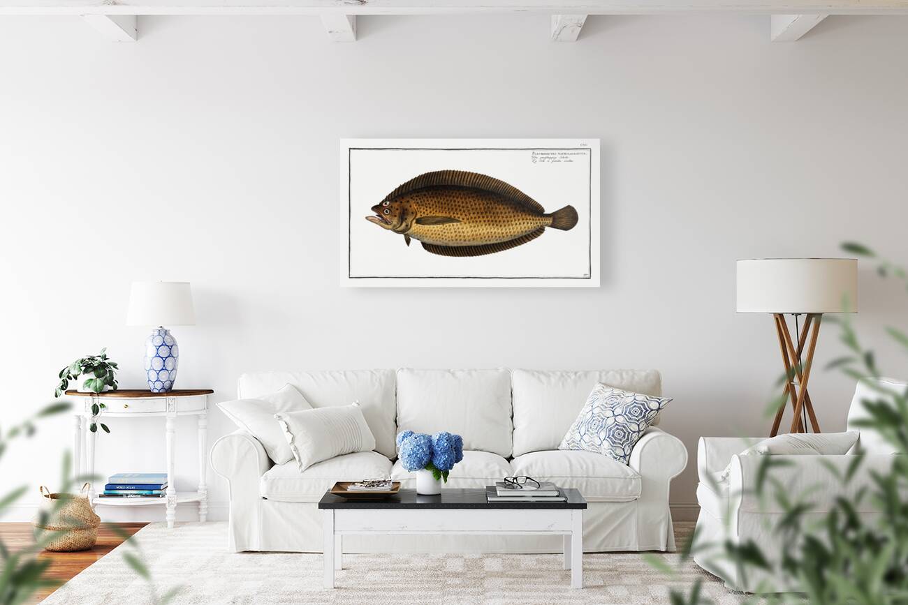 Pleuronectes macrolepidotus Reproduction