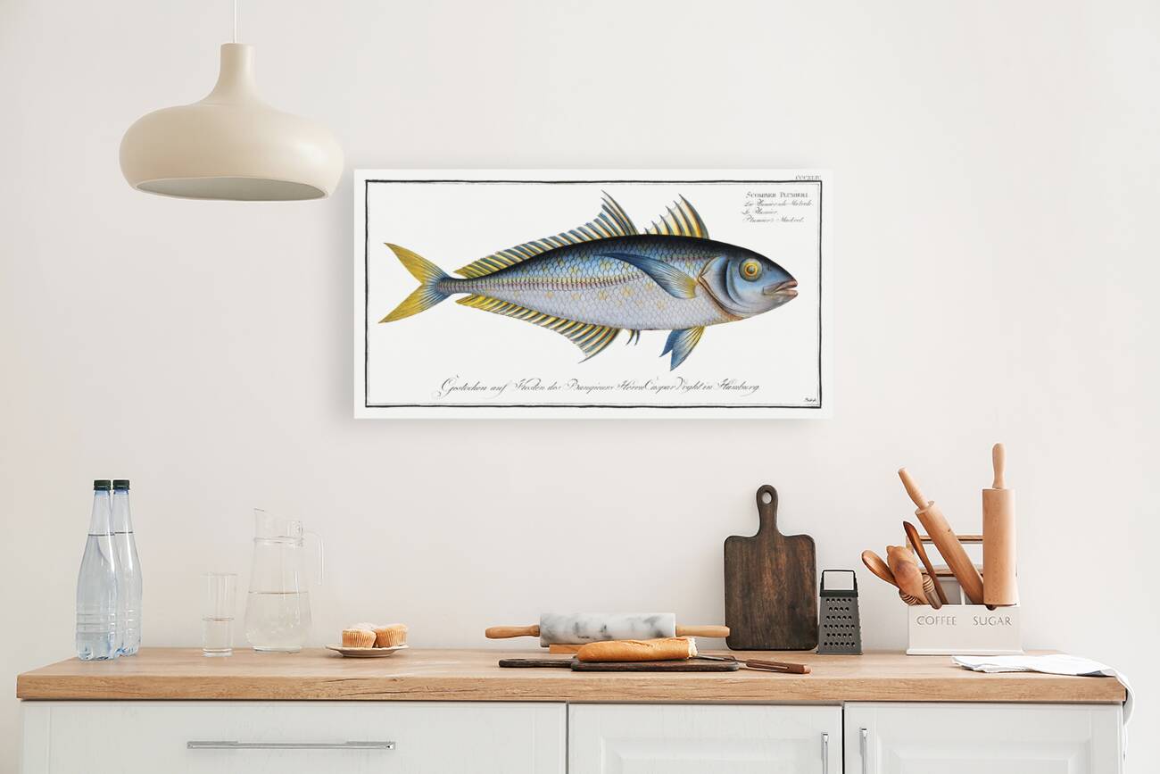 Plumiers Mackrel Scomber Plumieri Reproduction