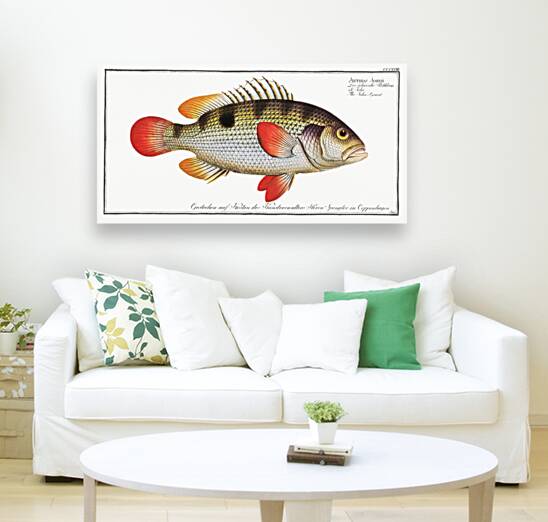 Johns Grunt Anthias Johnii Reproduction