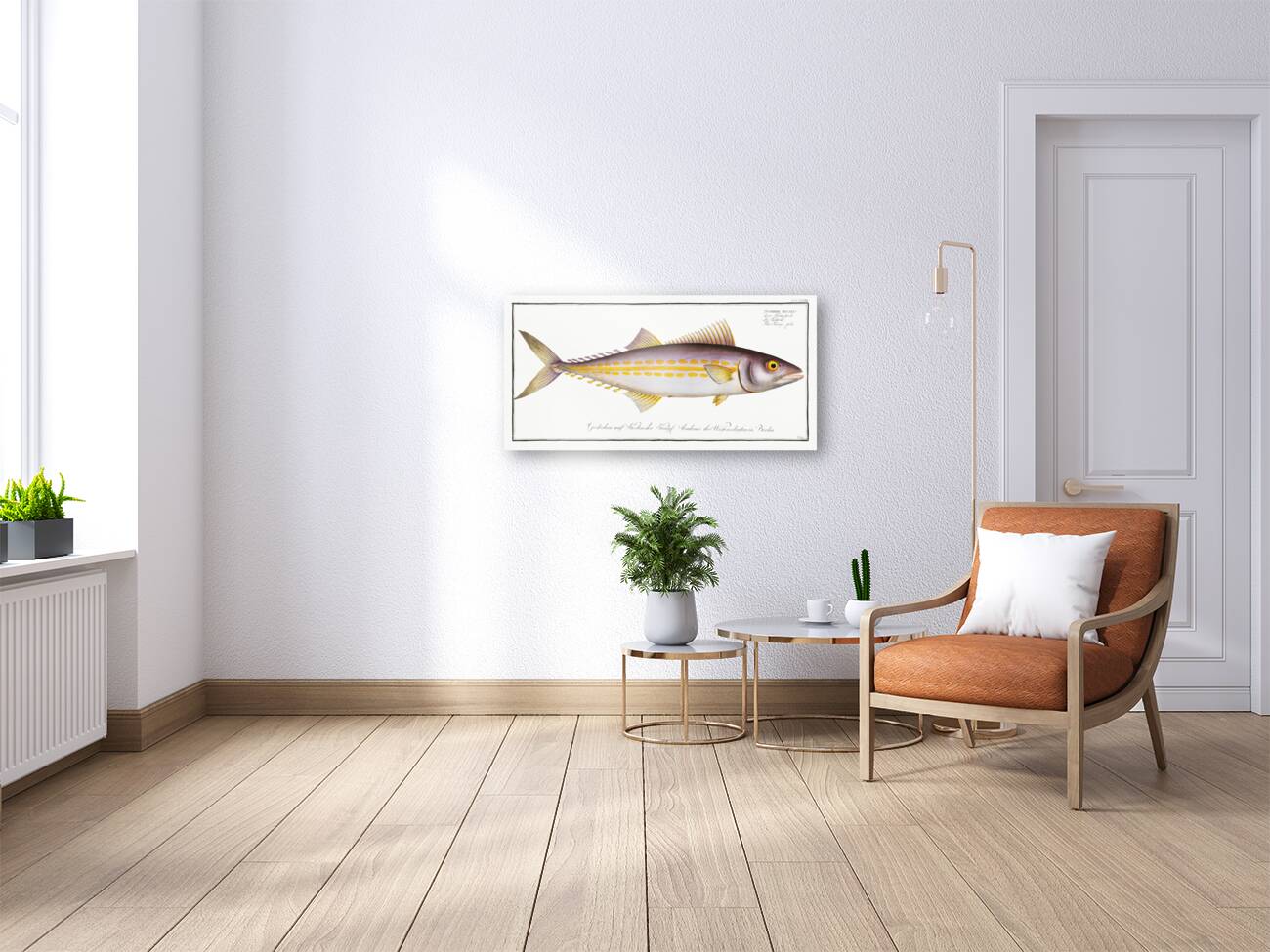 Kings fish Scomber regalis Reproduction