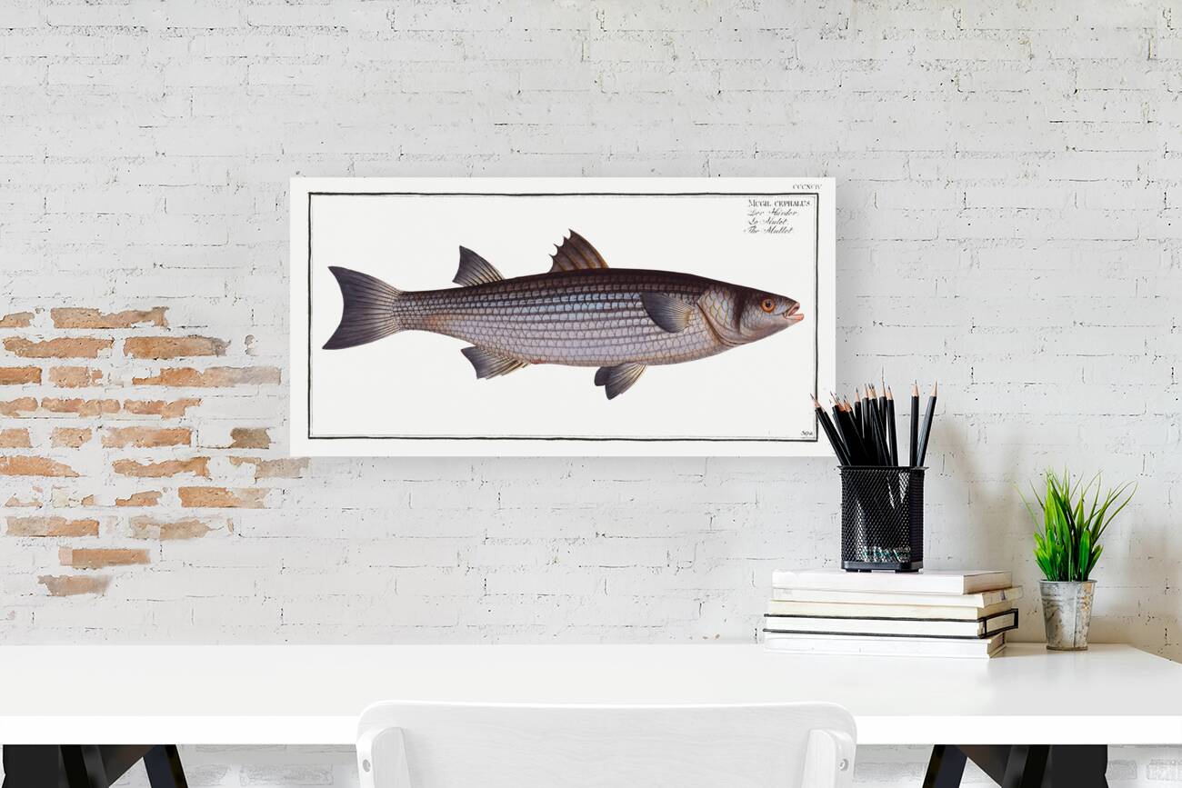 Mullet Mugil cephalus Reproduction