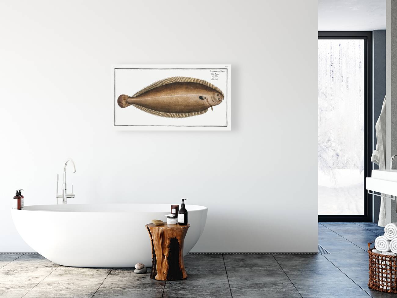 Sole Pleuronectes Solea Reproduction