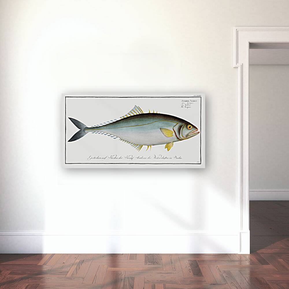 Jumper Scomber Saliens Reproduction