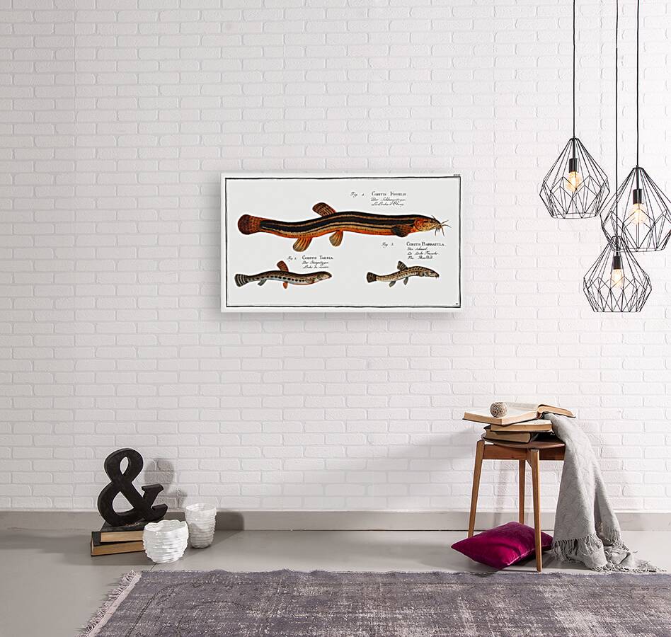 1. Muddy-Loach Cobitis Fossilis 2. Ribban-Loach Cobitis Taenia 3. Bearded-Loach Cobitis Bartula Reproduction