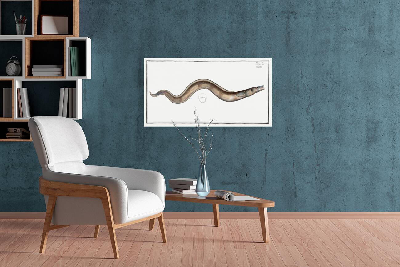 Conger Muraena Conger Reproduction