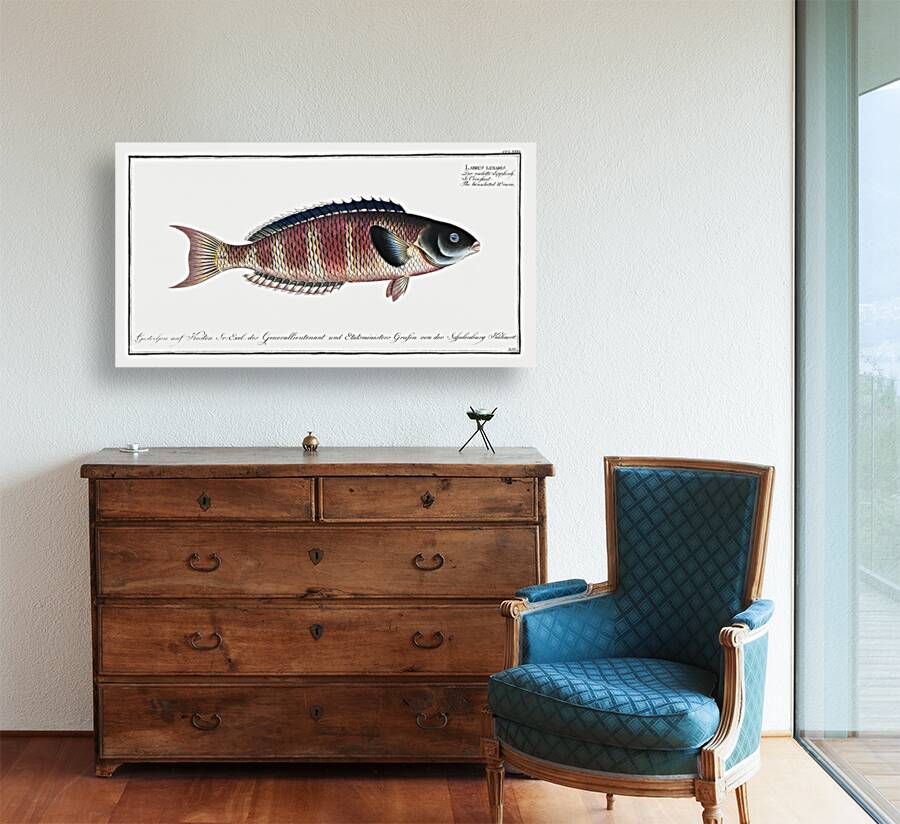 Lunulated Wrasse Labrus lunaris Reproduction