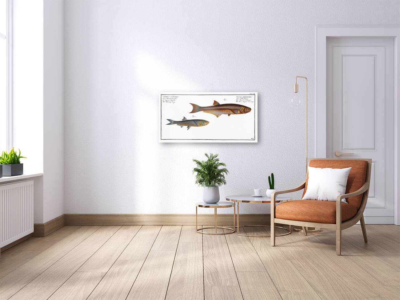 1. Silver-striped Herring Clupea atherinoides 2. Herring-Carp Cyprinus clupeoides Reproduction