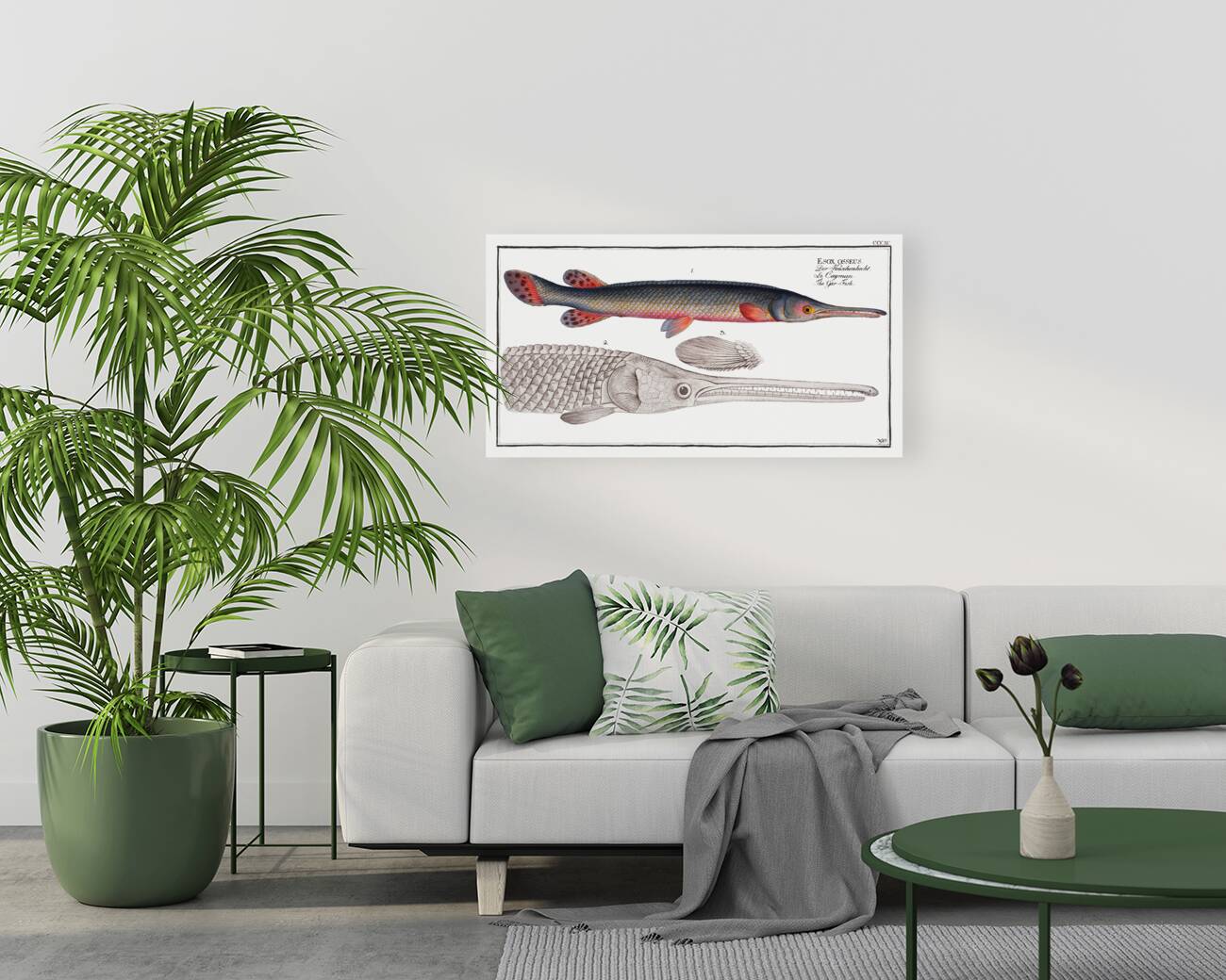 Gar-Fish Esox osseus Reproduction