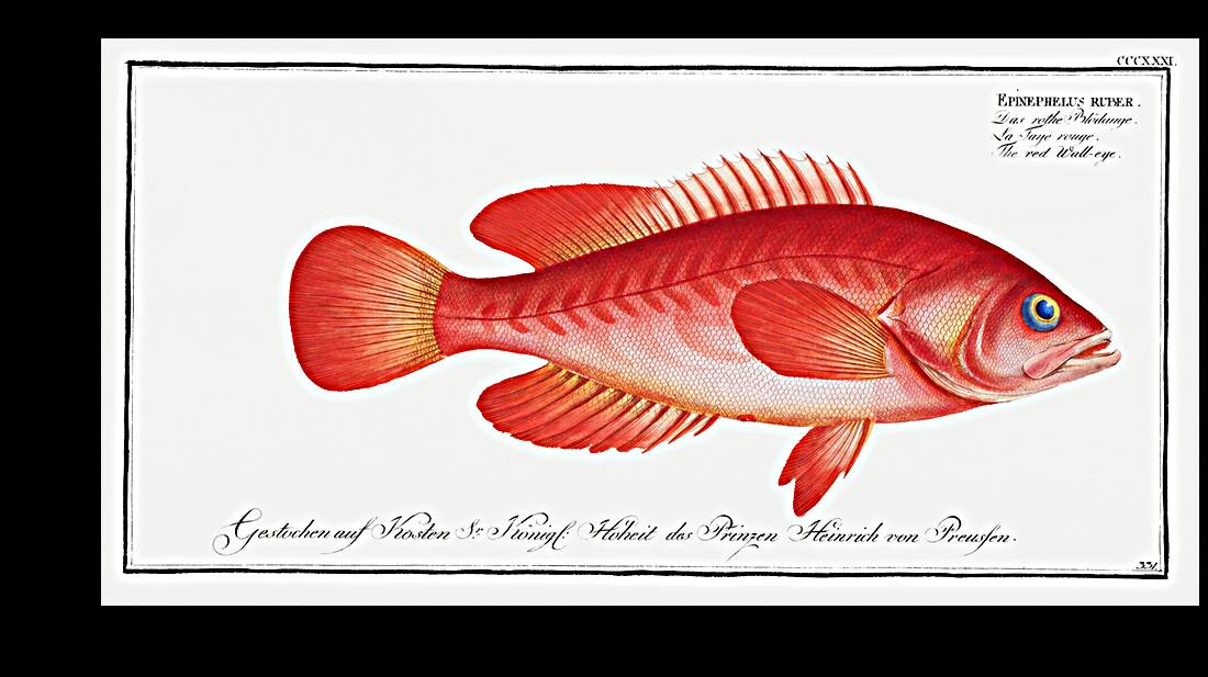 Red Wall-eye Epinephelus ruber Reproduction