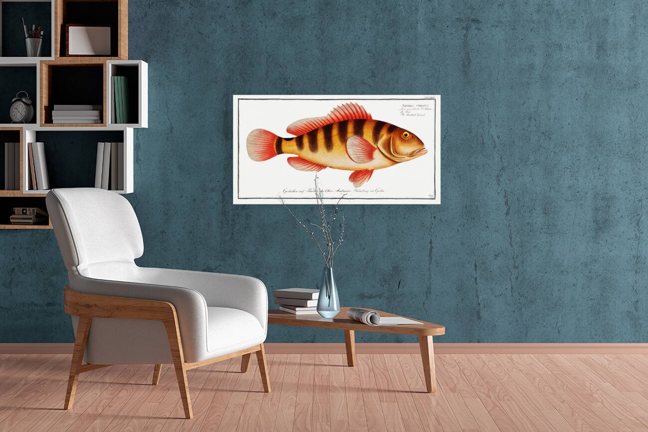 Streaked Grunt Anthias striatus Reproduction