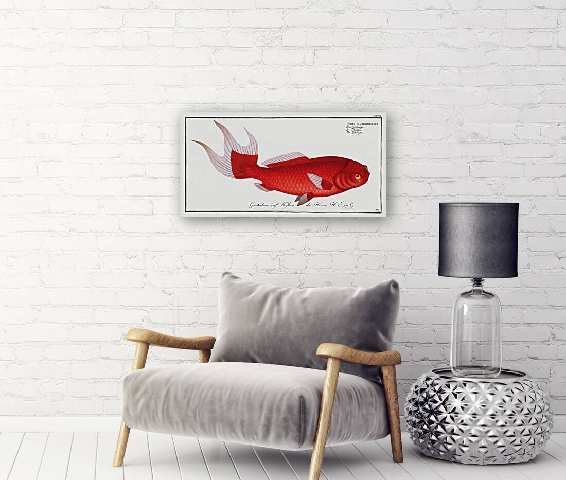 Telescope Cyprinus macrophthalmus Reproduction