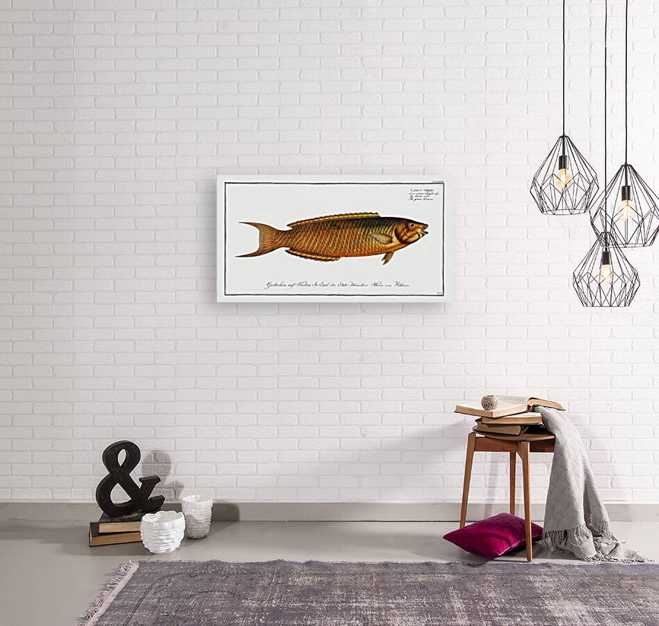 Green Wrasse Labrus viridis Reproduction